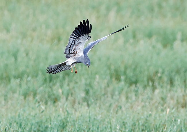 Foto Iberdrola colabora en la campaña de salvamento del aguilucho cenizo.